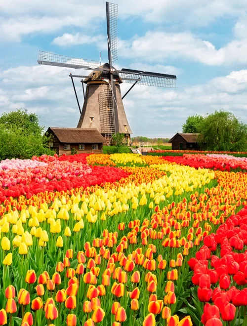 Keukenhof & FlowerFarm Tour From Amsterdam Skip-The-Line tickets