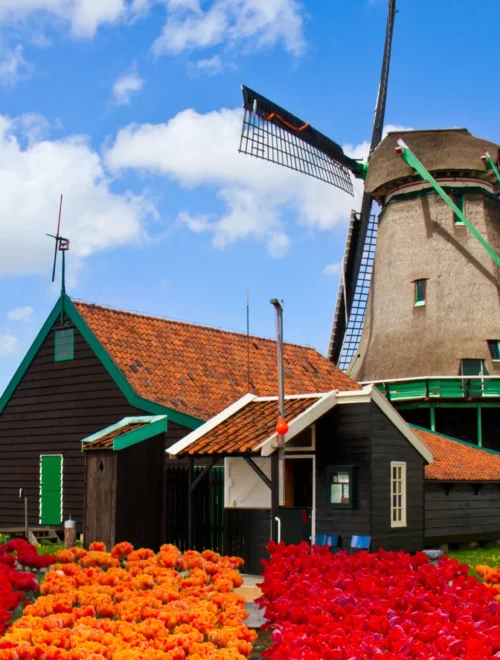 Volendam & Zaanse Schans PrivateTour: ijmuiden Felison cruiseship